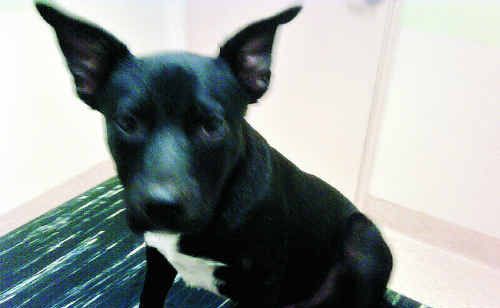 Young pup needed surgery after being dragged behind a ute on Gavial Creek Road on Tuesday. Young pup needed surgery after being dragged behind a ute on Gavial Creek Road on Tuesday.